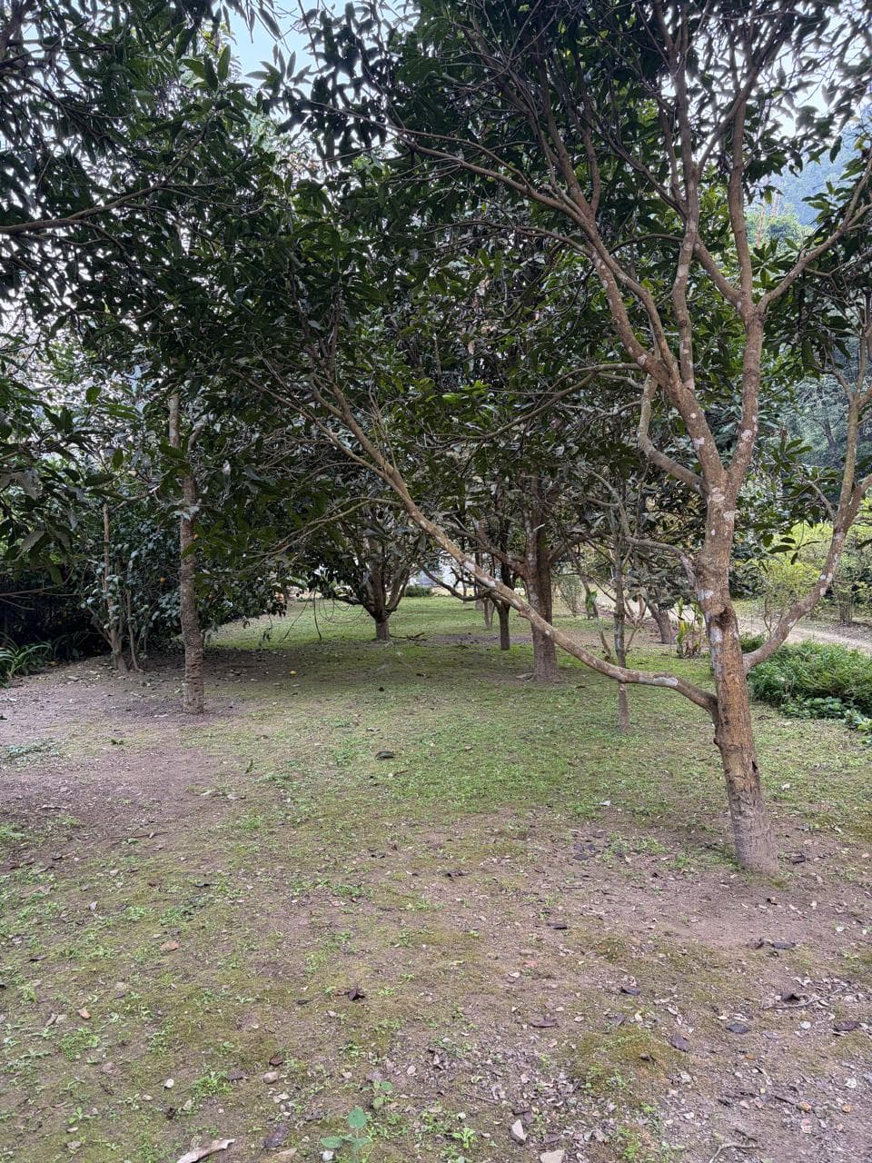 Nature Walks