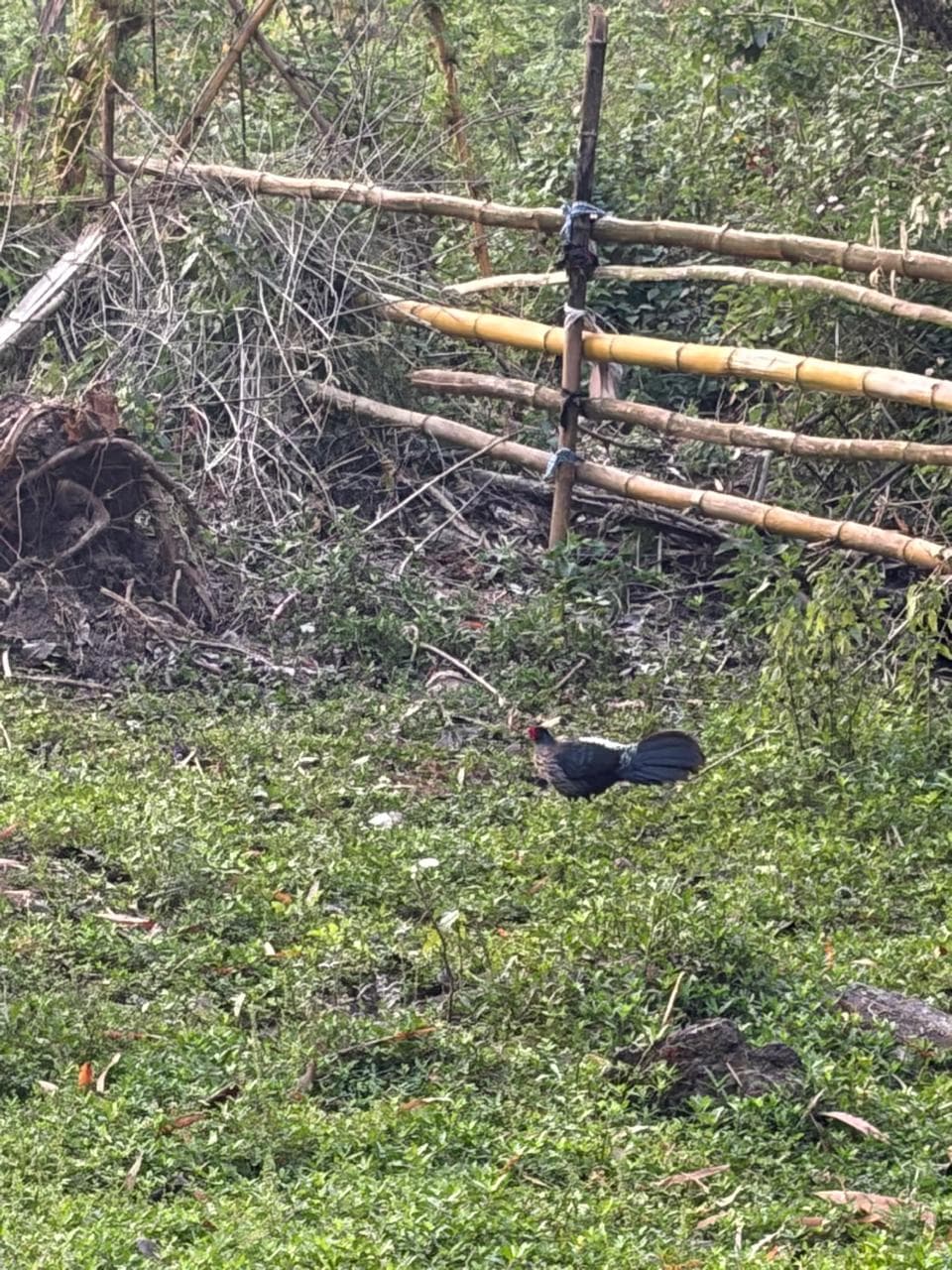 Himalayan Kalij Pheasant inside Bamboo Fence