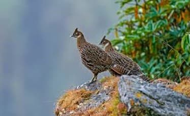 Birdwatching - photo 3