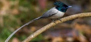 Birdwatching - photo 4