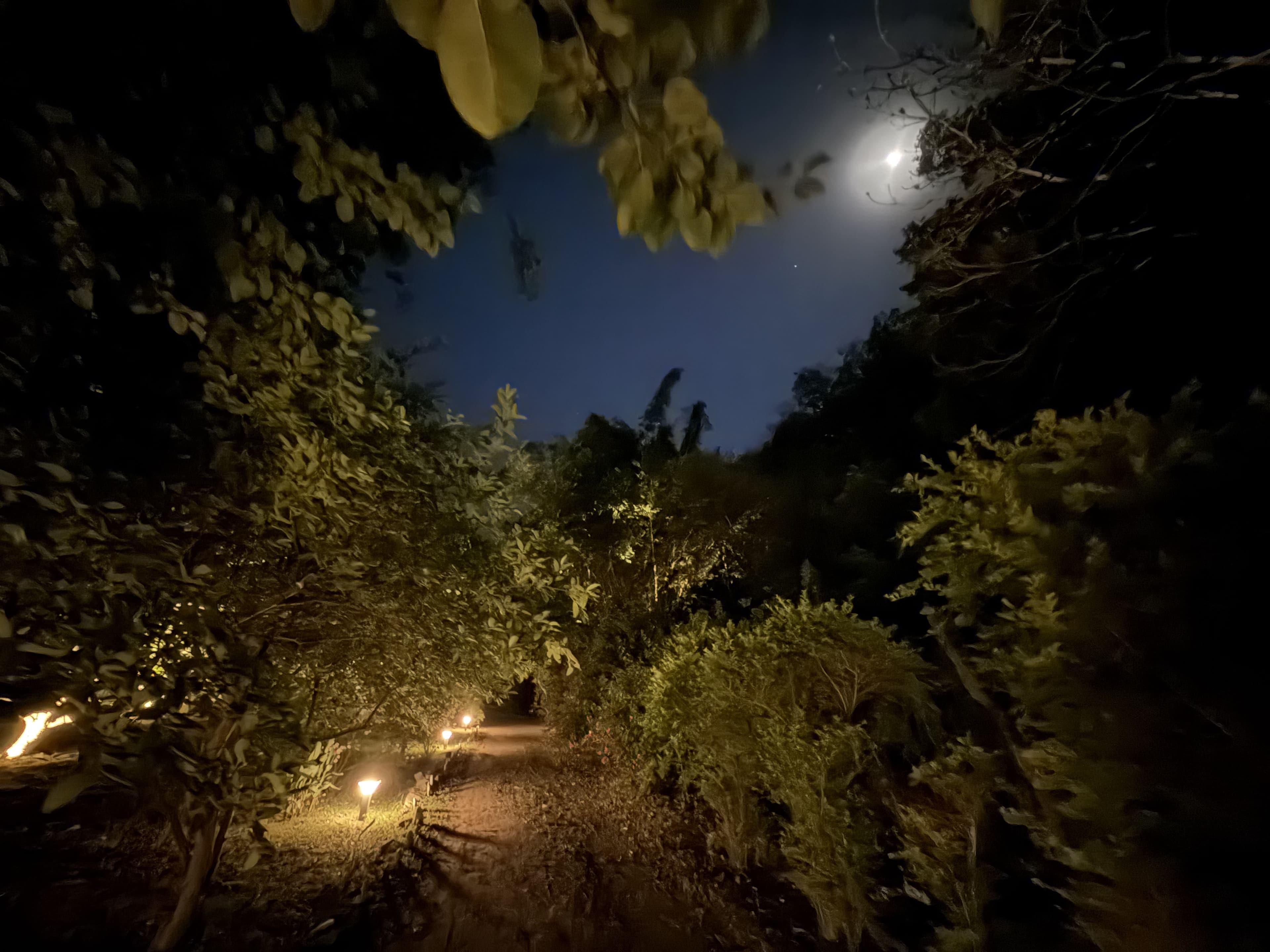 Magpie At Night - photo 1