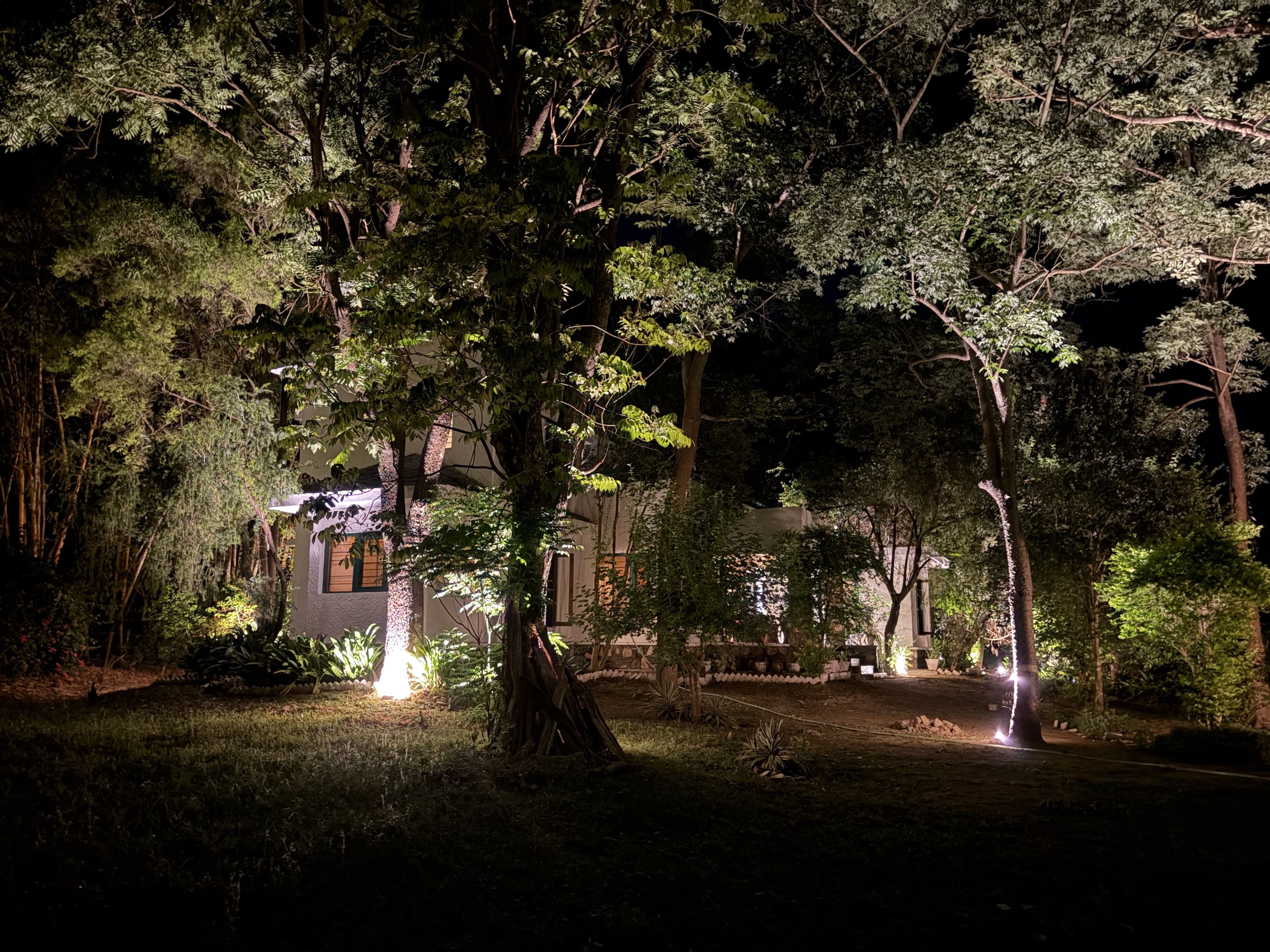 Magpie At Night - photo 1