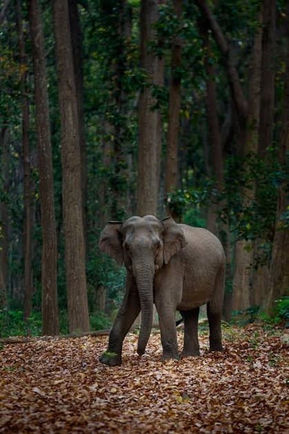 Nature Walks - photo 4