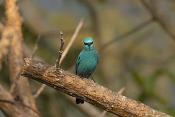 Birdwatching - photo 8
