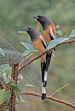 Birdwatching - photo 9