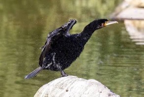 Birdwatching - photo 2