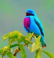 Birdwatching - photo 3