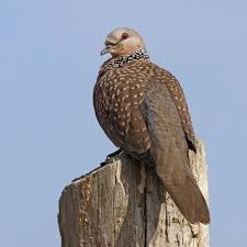 Birdwatching - photo 4