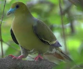 Birdwatching - photo 6