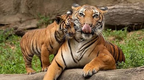 Jungle Safari - photo 4