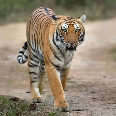 Jungle Safari - photo 5
