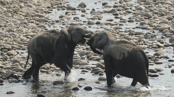 Jungle Safari - photo 9