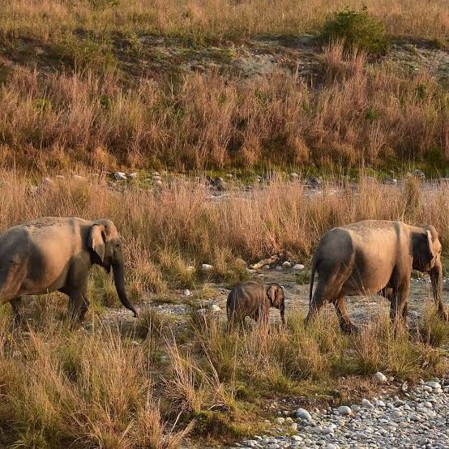 Jungle Safari - photo 10