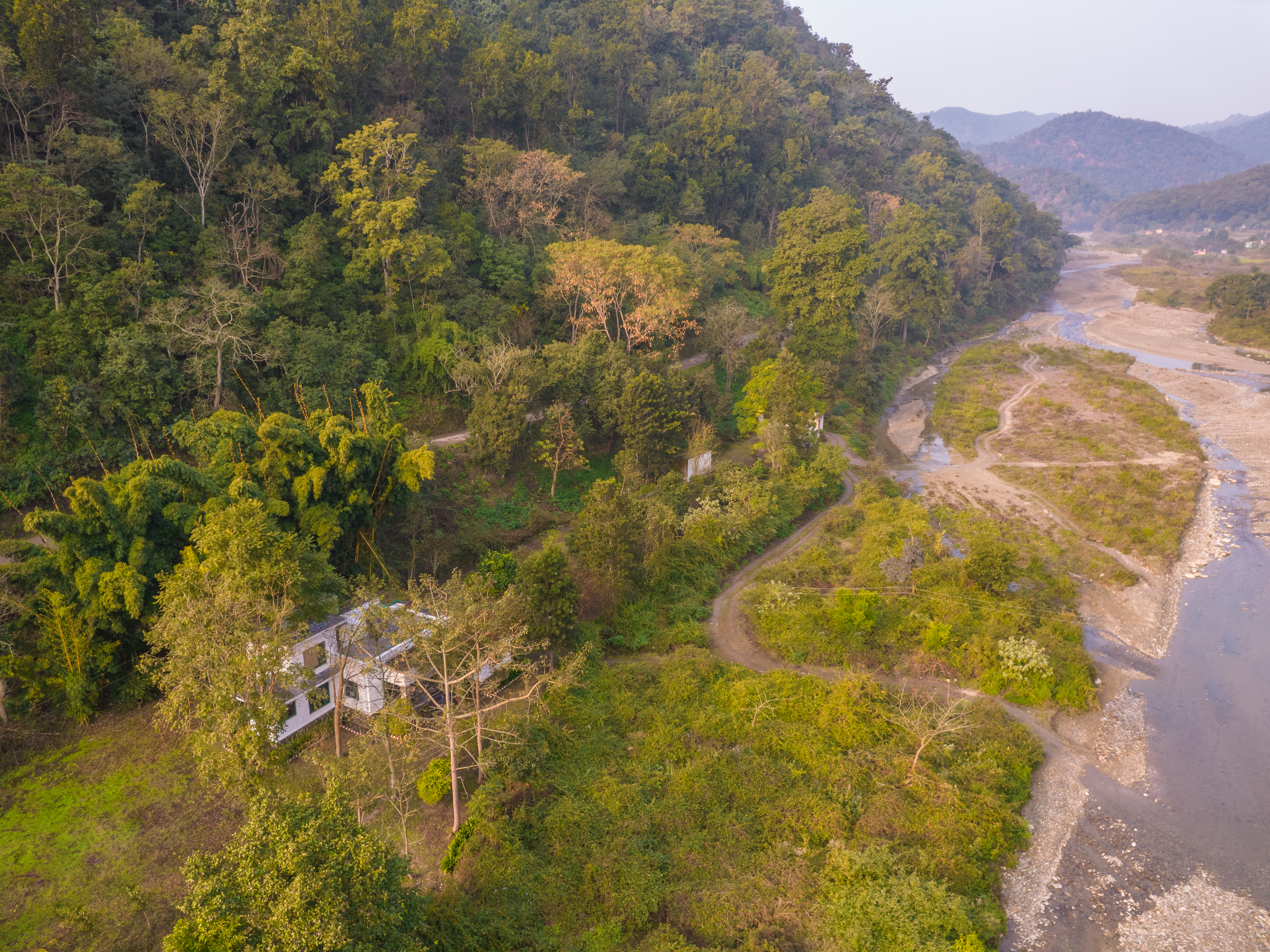 Forest canopy from above